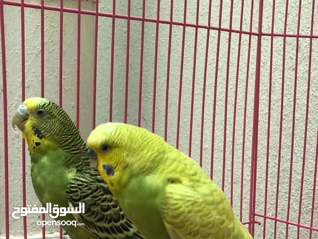Budgie birds with cage