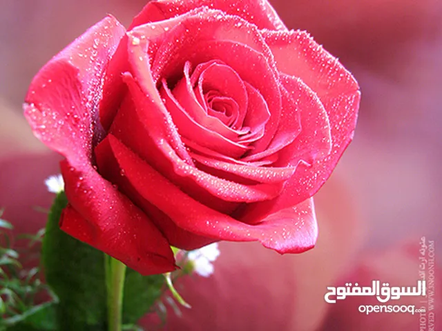 سائد ابو ملوح