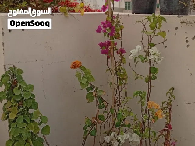 ما اجمل الزهور تفتح النفس