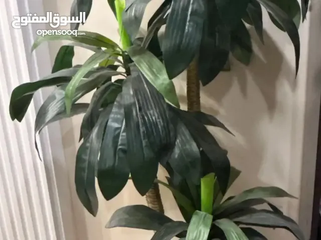 نخله زينه للبيع