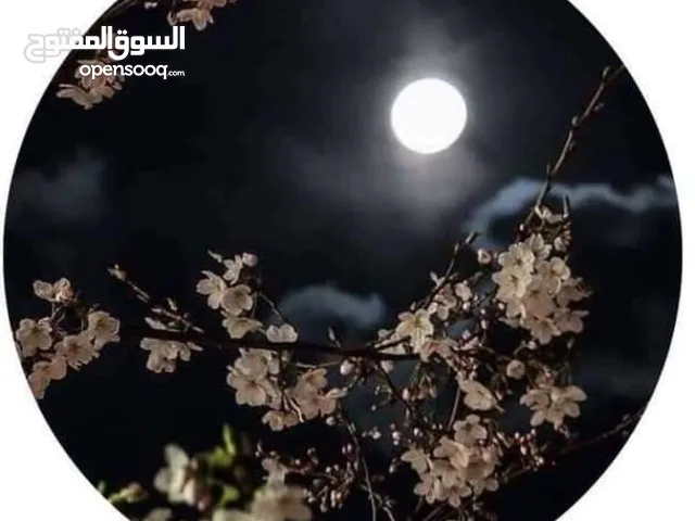دواس الضلام