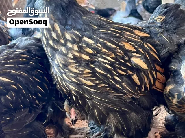 براهما سبرايت درجه اولى
