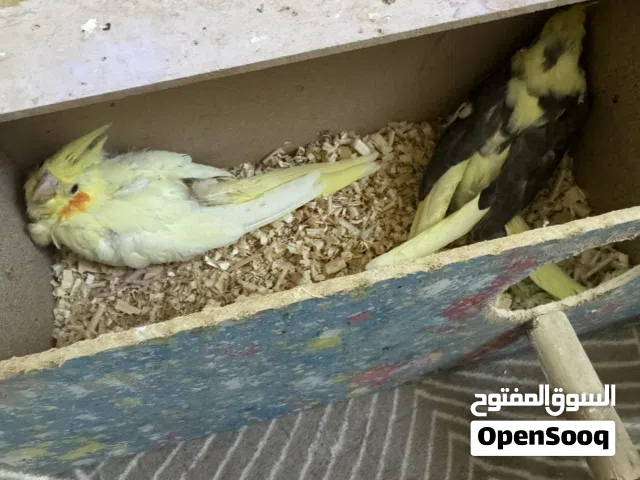 كوكتيل افراخ عمر شهر زوج للبيع وبيهن مجال