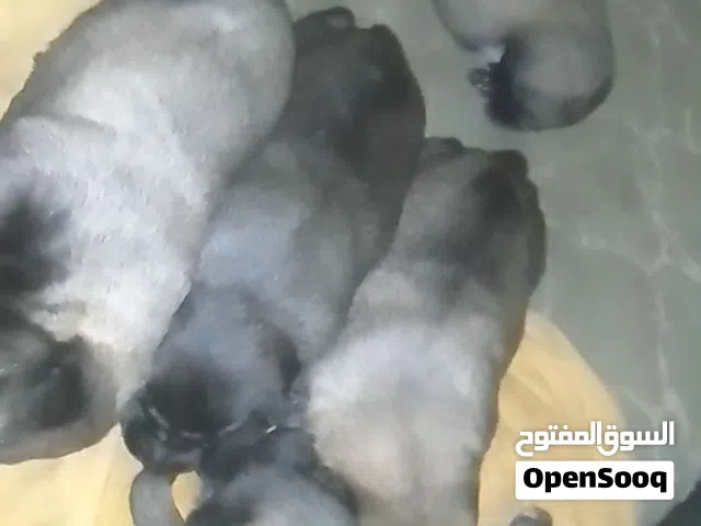 جراء الملينوا للبيع