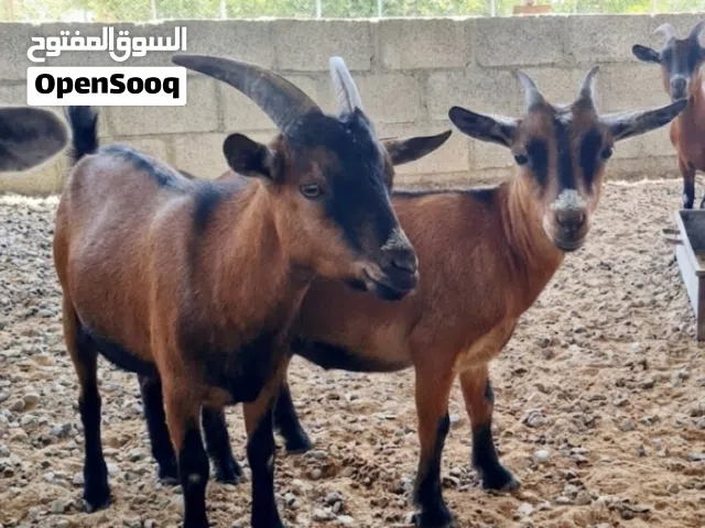 ماعز قزم ذكر وانثى ب330 ريال