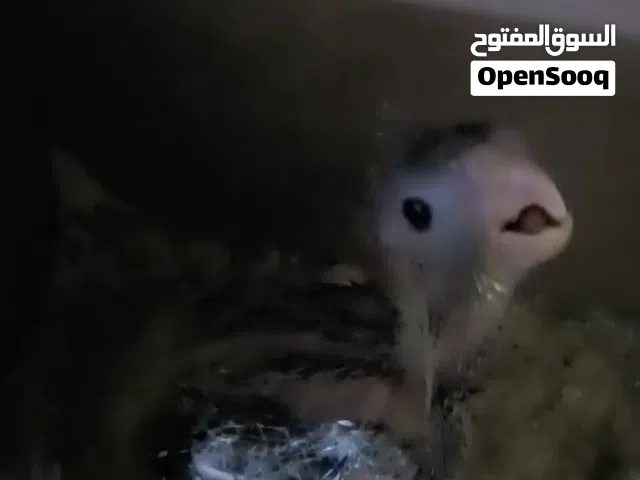 زوج كوكتيل مع افراخ اثنين