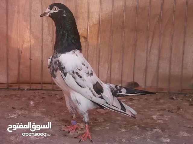 للبيع حمام تيدي 128