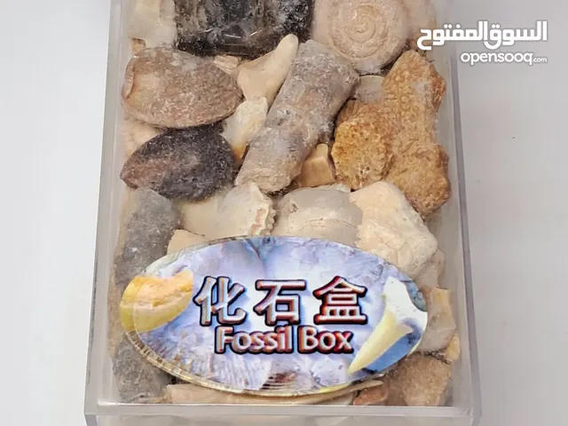 beautiful fossils collection for beginner learners or collectors