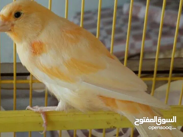 كناري ديمورفيك بصلاة على النبي