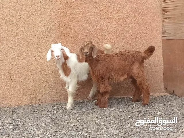 للبيع سخلان