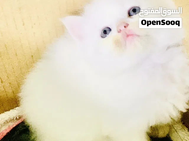 Kitten for sell