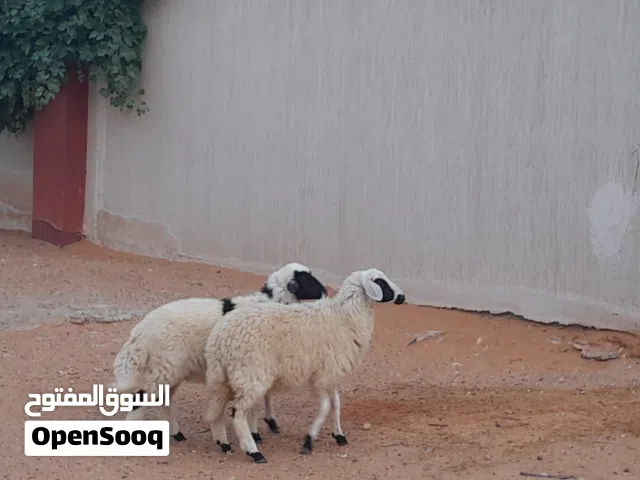 2فطايم وطنيات مشالله خوات توميات ربي يبارك عمرهم ف5شهور ونص سلمات من العيوب والامراض المكان تاجوراء