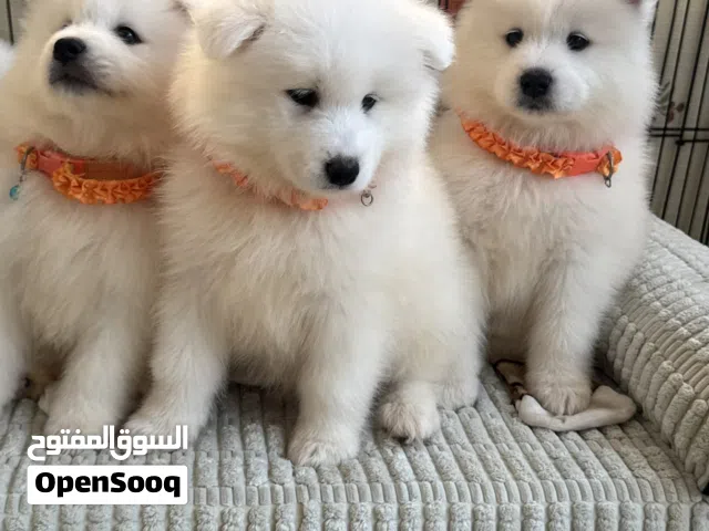 متوفر جراوي سامويد اناثي وذكور