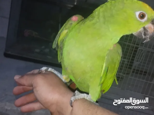 ببغاء أمزوني للبيع أو لي البدل