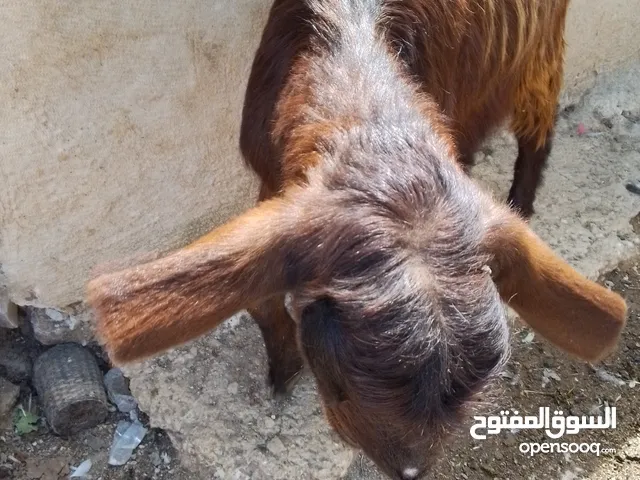 عنز للبيع شاميه موجوده في عمان
