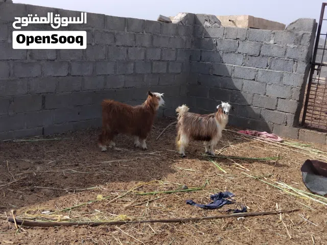 بكار ثنتين ما شاء الله امورهن طيبه واللي يريد يذبح ما شاء الله