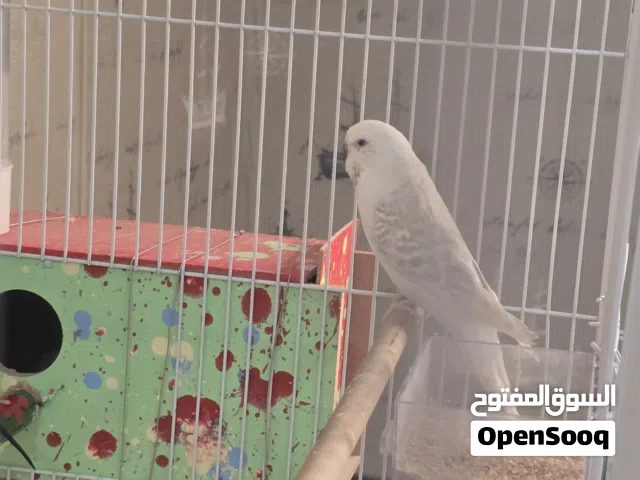 طيور حب انكليزي للبيع