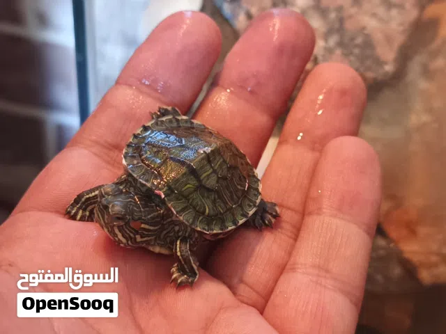 سلحفاة ذات الأذن الحمراء (Red-eared slider)