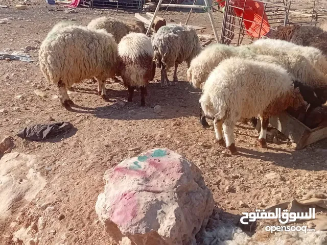 ذبائح بلدي بصلاة على النبي حرررق اسعار