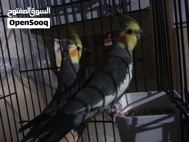 عصفورين كوكتيل اثنين ذكور اقرا الوصف للسعر في الخاص