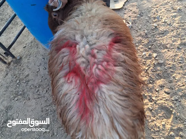 خرفان بلدي نذر او عقيقه للبيع وزن من 47 ل 50