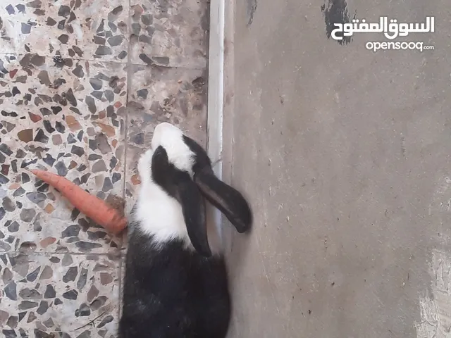 أرنب للبيع عدد4