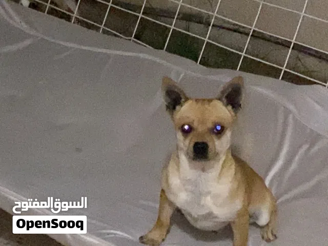 ذكر شيواوا للبيع