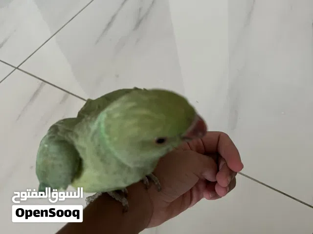 درة هندي عمره 3 شهور و يوقف على أيدك و أليف جدا و ما يعض