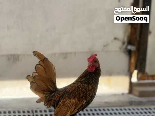 ديج اسباني خط اول بيع او مراوس