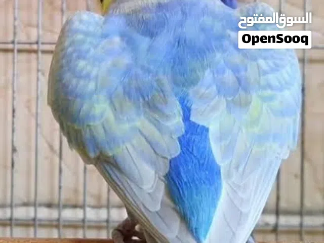 مطلوب زوز انتي رينبو