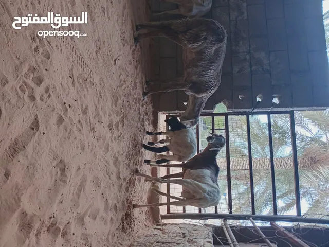 3نعاج... زوز عشار 3شهور وسنهم سداس .. وحده والده خروف وسنها اول جمع