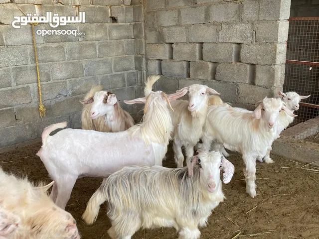اغنام محلية [حلال طيب]