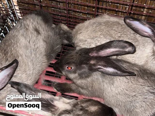 أرانب السابل أمريكي