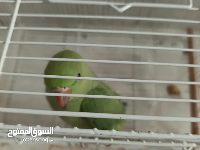 green parrot