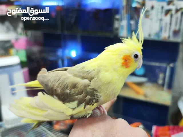 كوكتيل اليف جدا العمر سبع اشهر ما شاء الله الجناح كامل الوان جذابه جدا