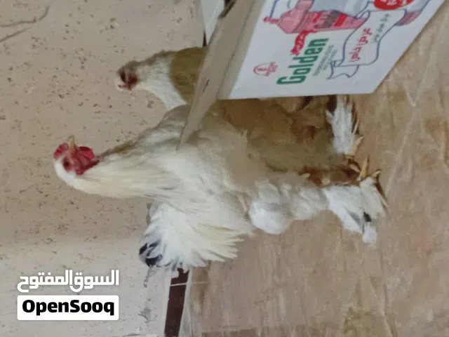 جاج براهمي ارميني