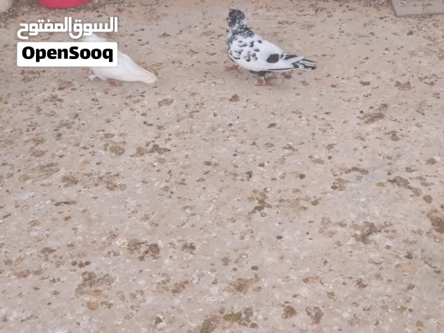 كوبيه تلوتي بالانتاج