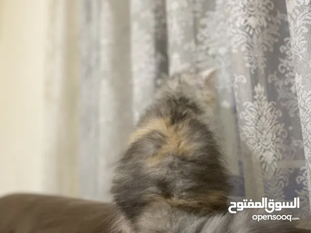 قطط في الإمارات