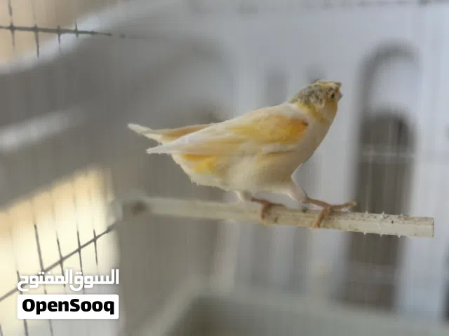 كناري انتاج محلي