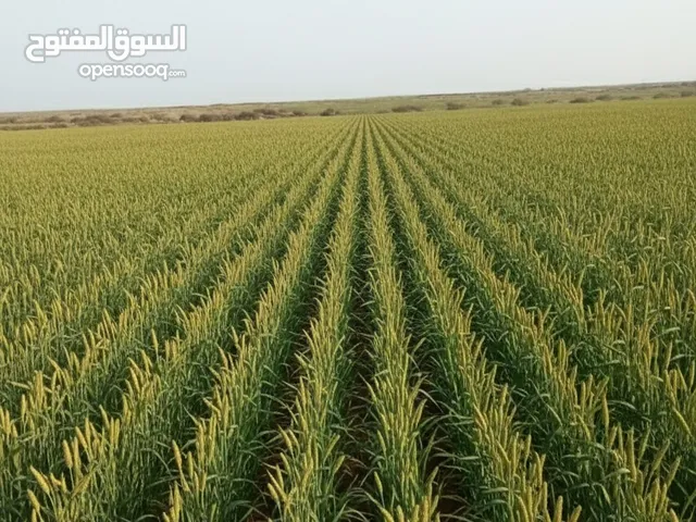 عررطة العرطات مزرعة الأحلام(15معاد اجمل مزرعة  في تهامه مزرعه كبيره وخصبه جداً وبقرب من جميع الخدمات