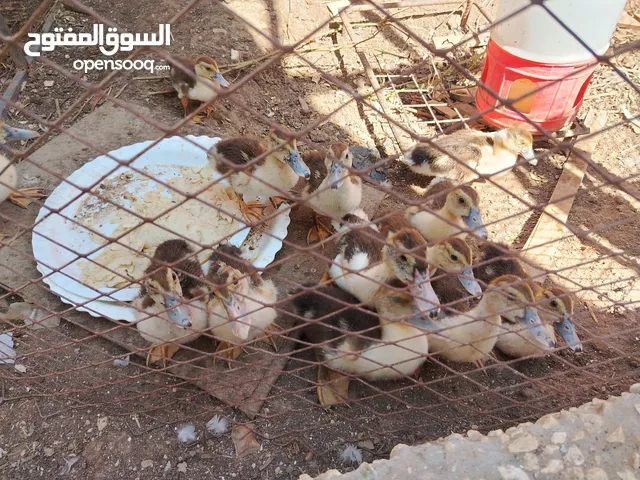 صيصان بط للبيع