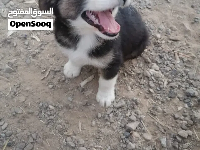 كلاب هجين الأب هاسكي الأم لولو هاسكي