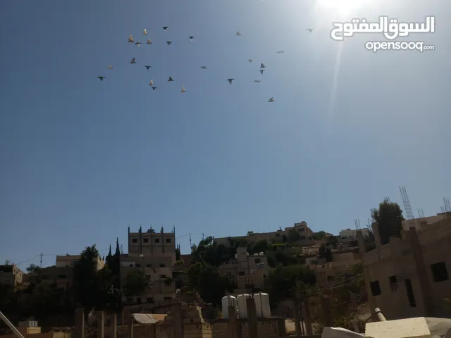 حمام كش وزق حمام حلوه للبيع سعر مغري سبب محتاج مصاري عشان اعيد من الاخر يعني