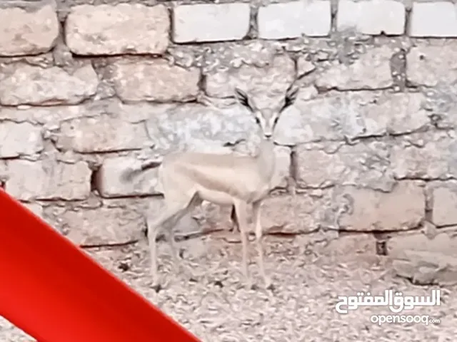 دكر غزال لبيع
