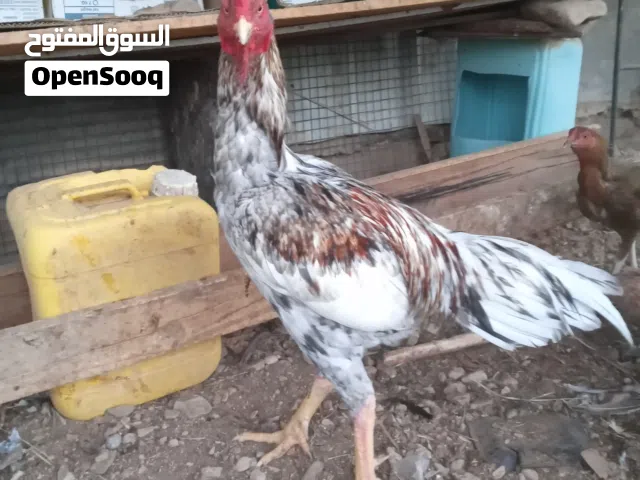 ديك صحي وقوي