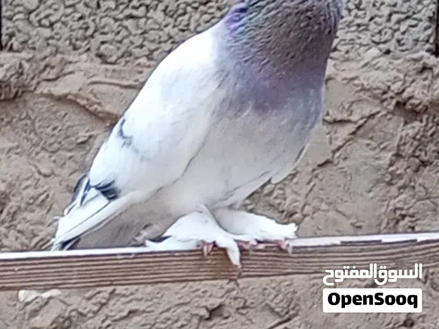 2ذكورا تاكلا