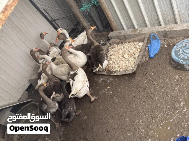 للبيع وز كندي 12 حبه الوز على 8