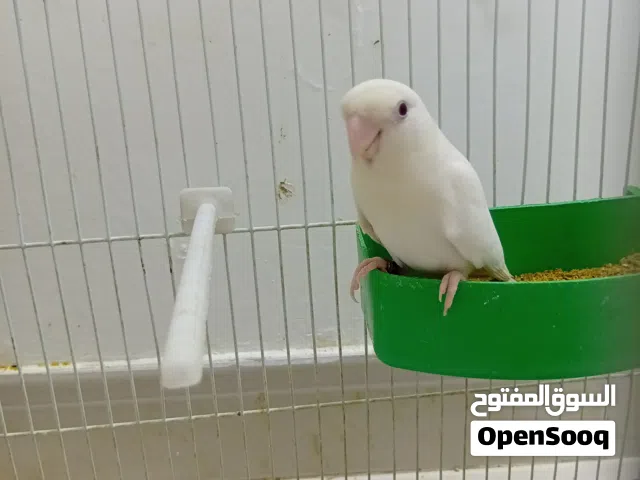 ذكر روز منتج لون البينو