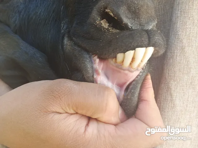 جدي للبيع في سحاب قرية سالم