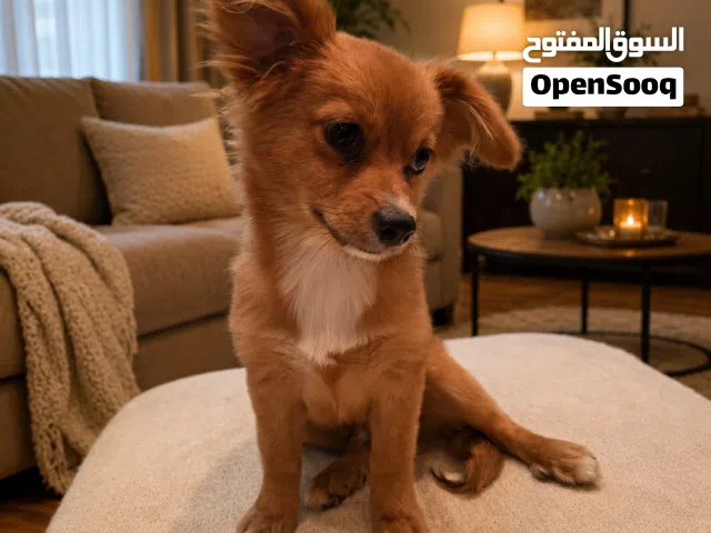 Male puppy